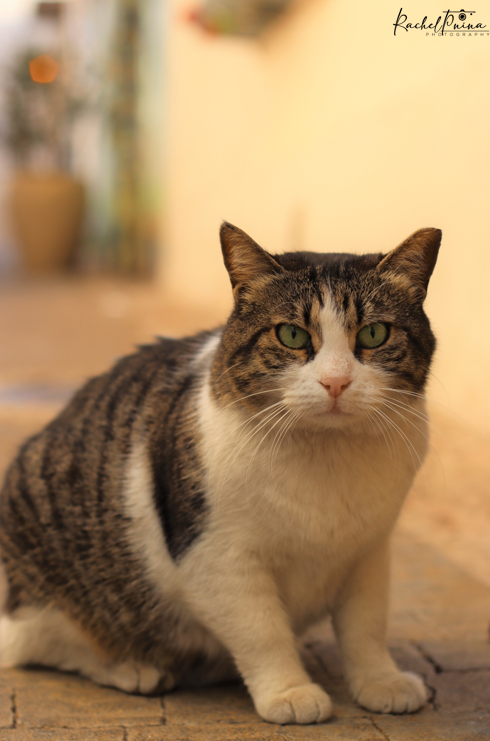 צילום מסך 2023-05-05 003948.png