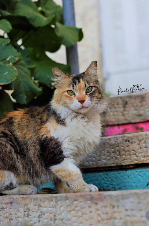 צילום מסך 2023-05-05 004150.png