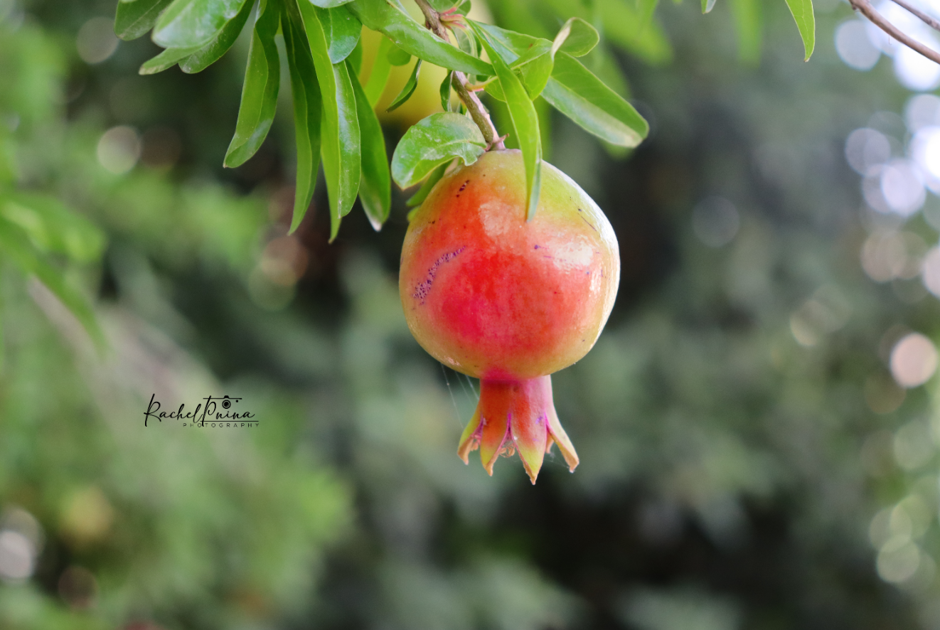 צילום מסך 2023-06-18 202131.png