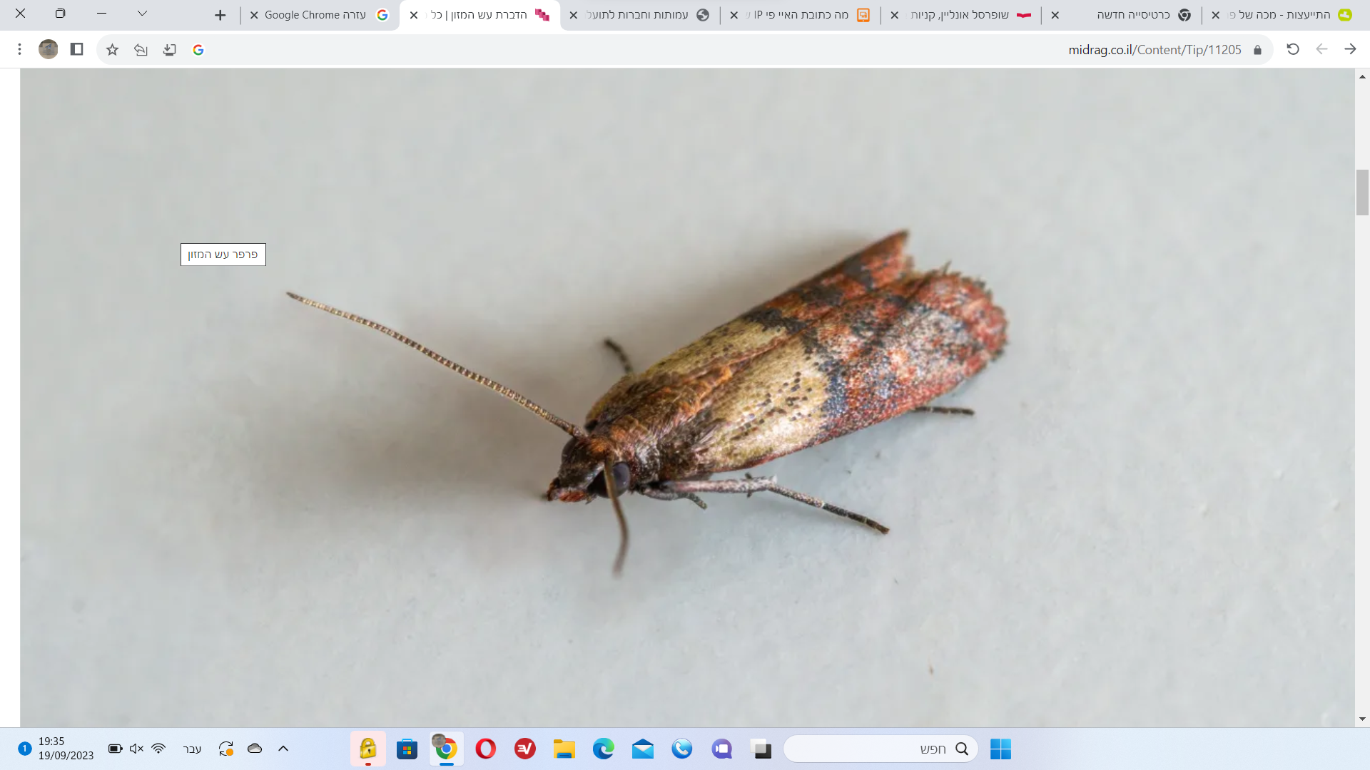 צילום מסך 2023-09-19 193538.png