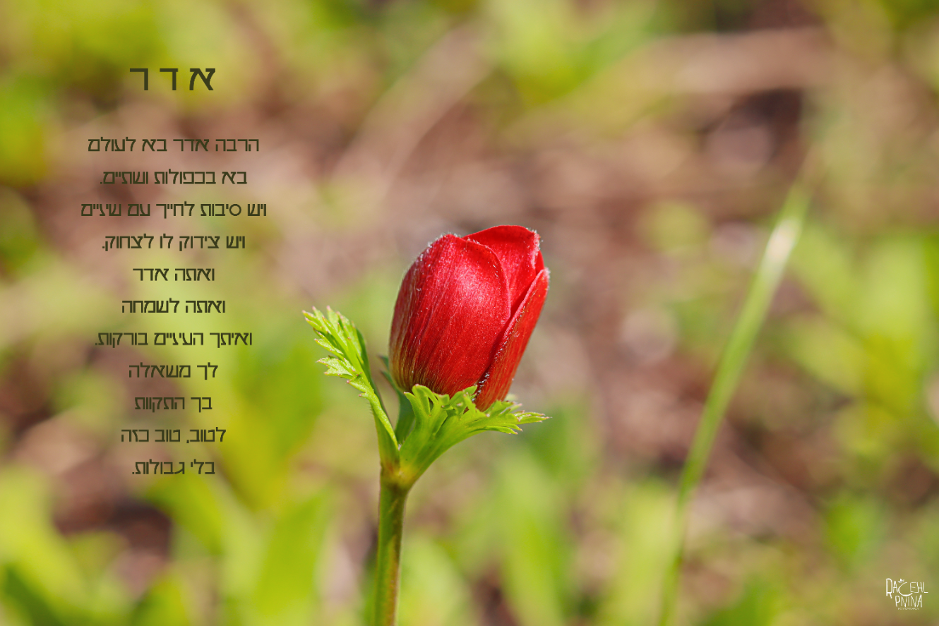 צילום מסך 2024-02-16 014255.png