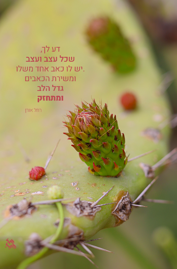 צילום מסך 2024-06-19 225259.png