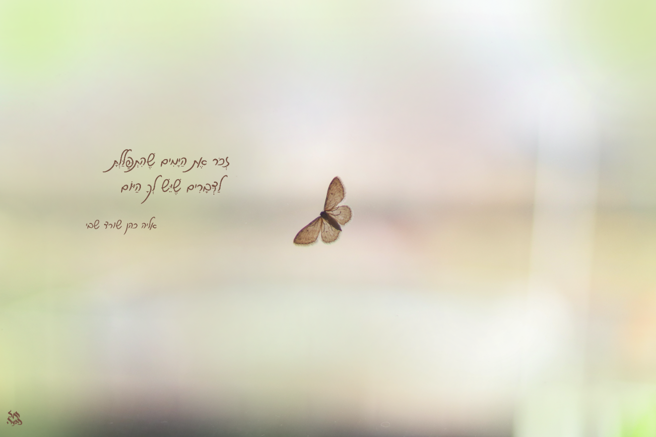 צילום מסך 2025-04-23 204619.png