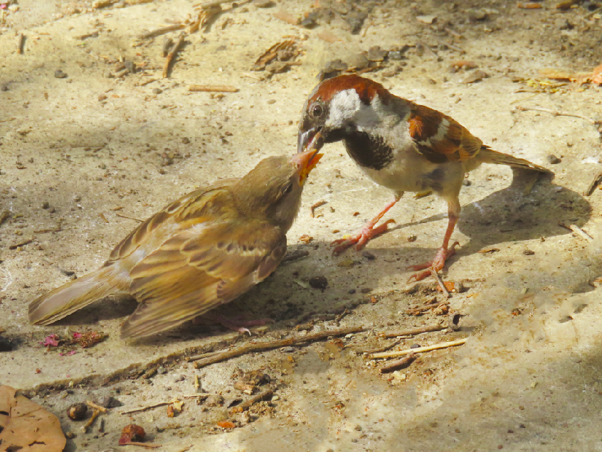 ציפורים פוטושופ.png