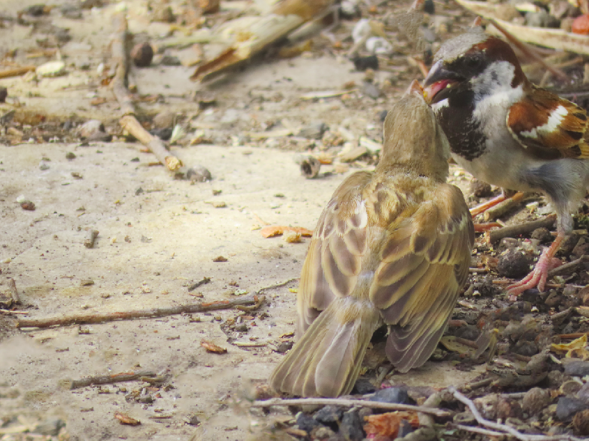 ציפורים 4.png