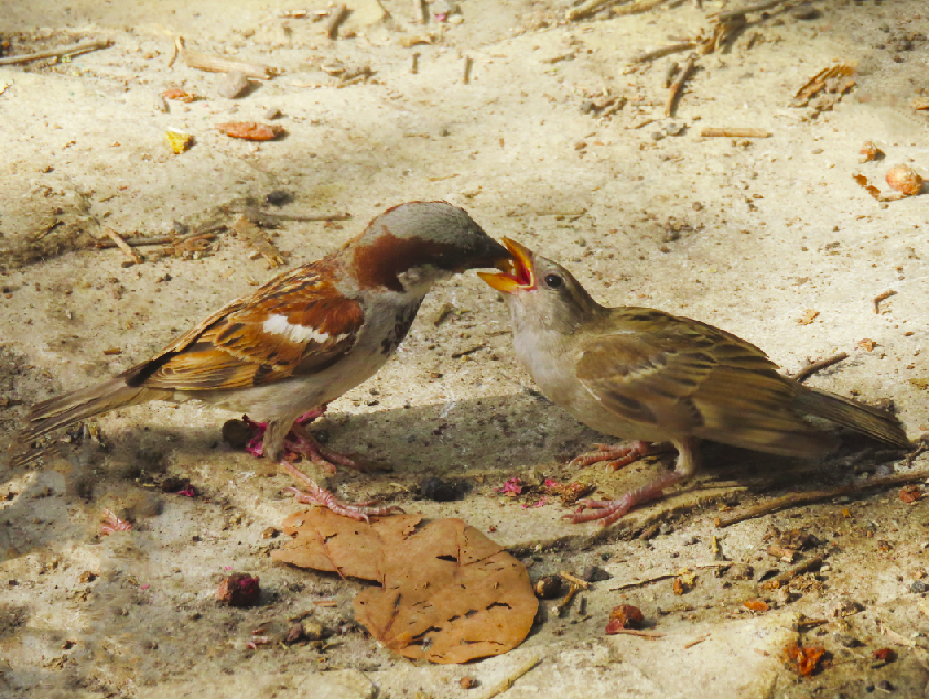 ציפורים 5.png