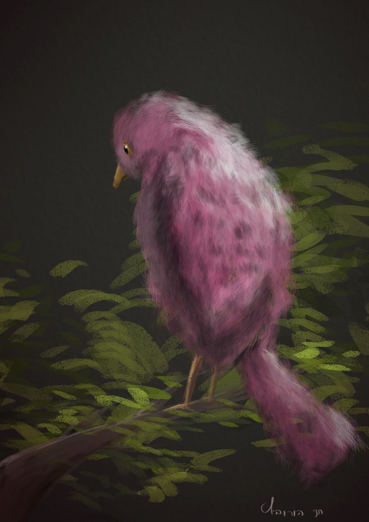 ציפור פרוותית מ.jpg