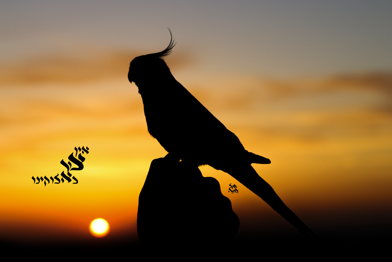 צללית רחל אורן.png