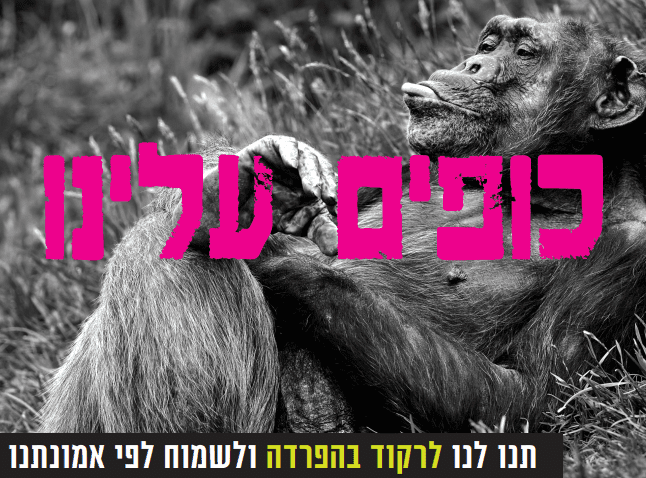 קופים.PNG