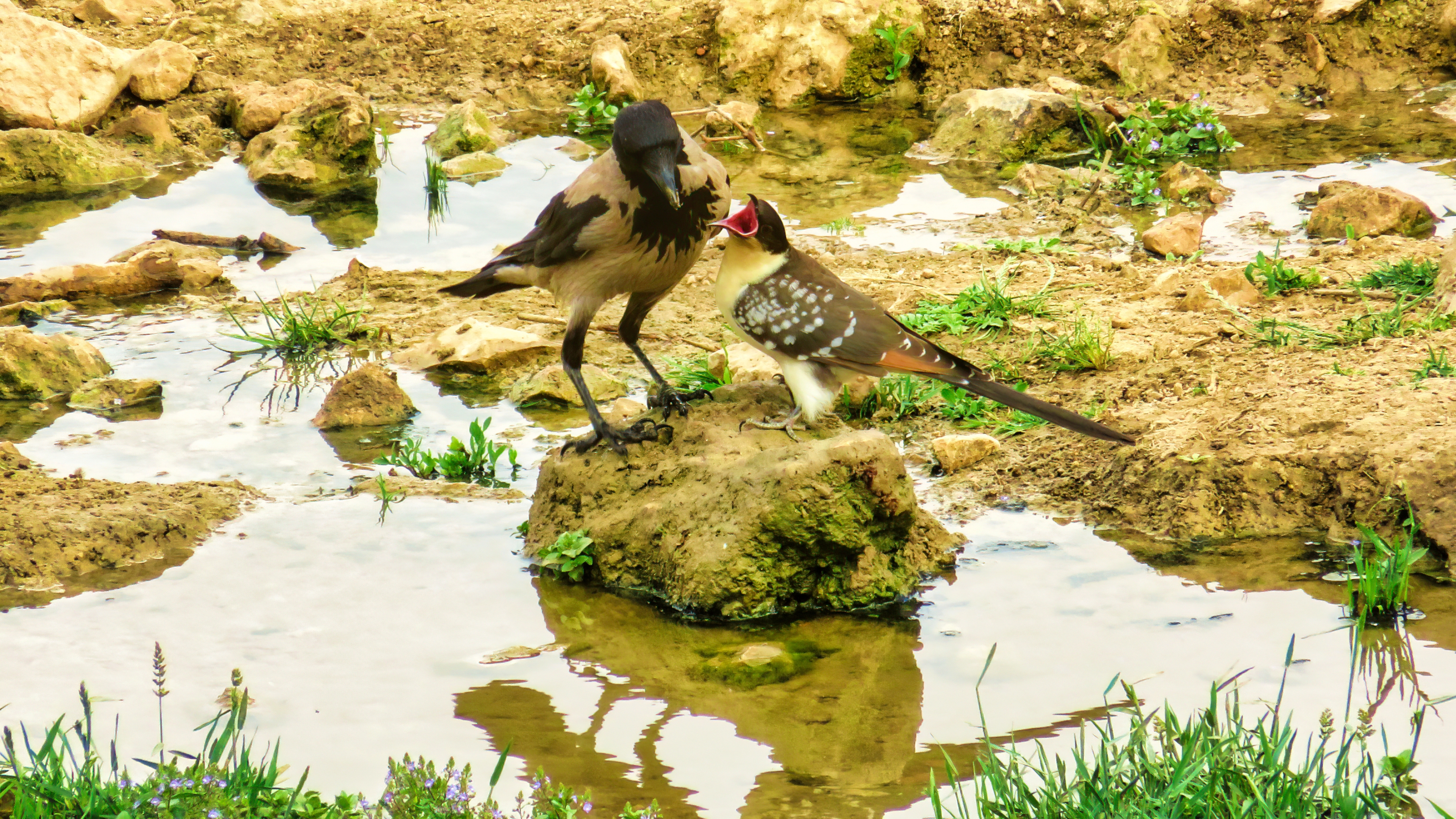 קוקיה ועורב-.jpg