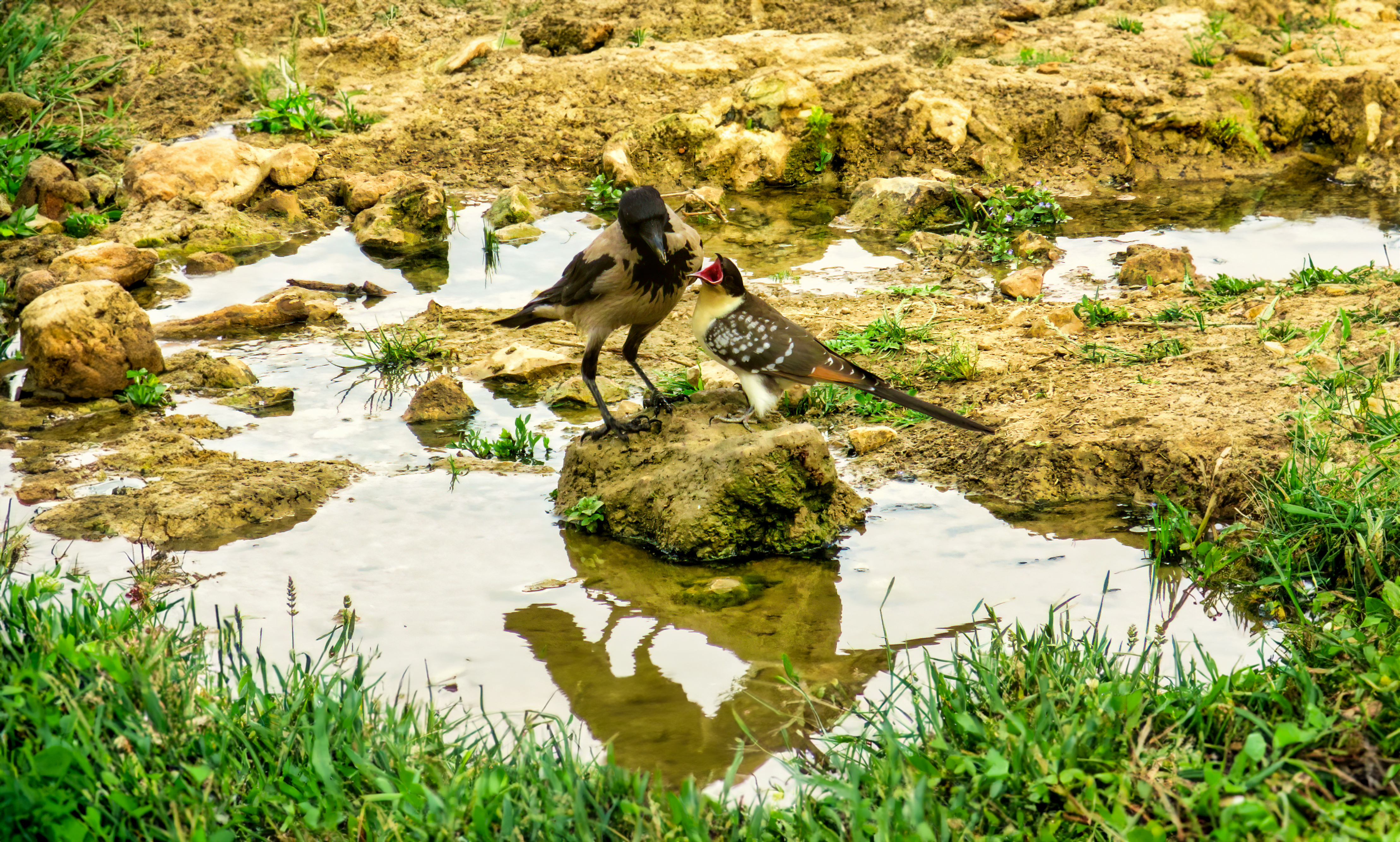 קוקיה ועורב-.JPG