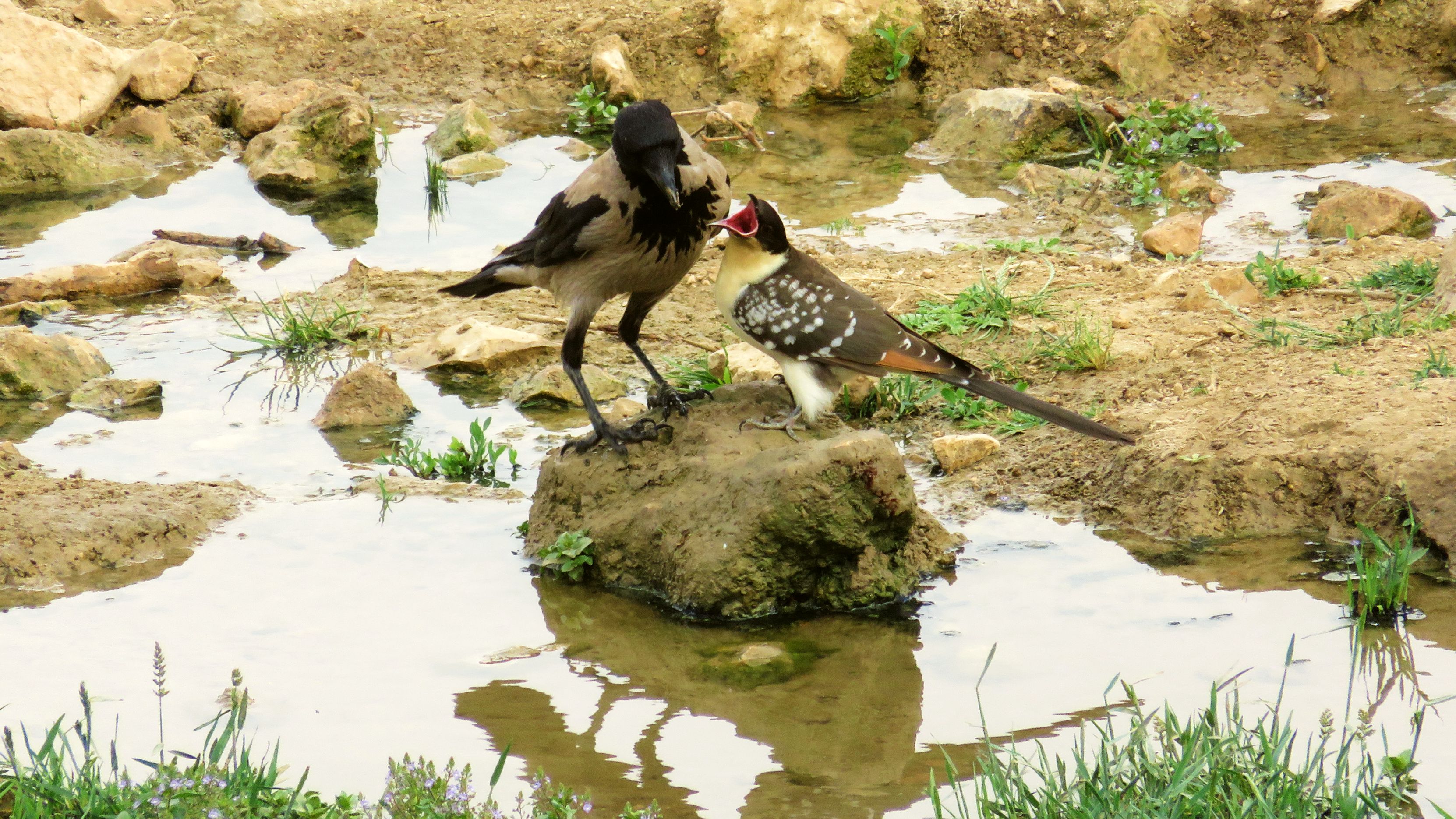 קוקיה ועורב.jpg