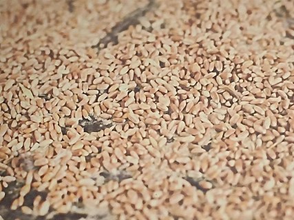 קקמח (Phone).jpg