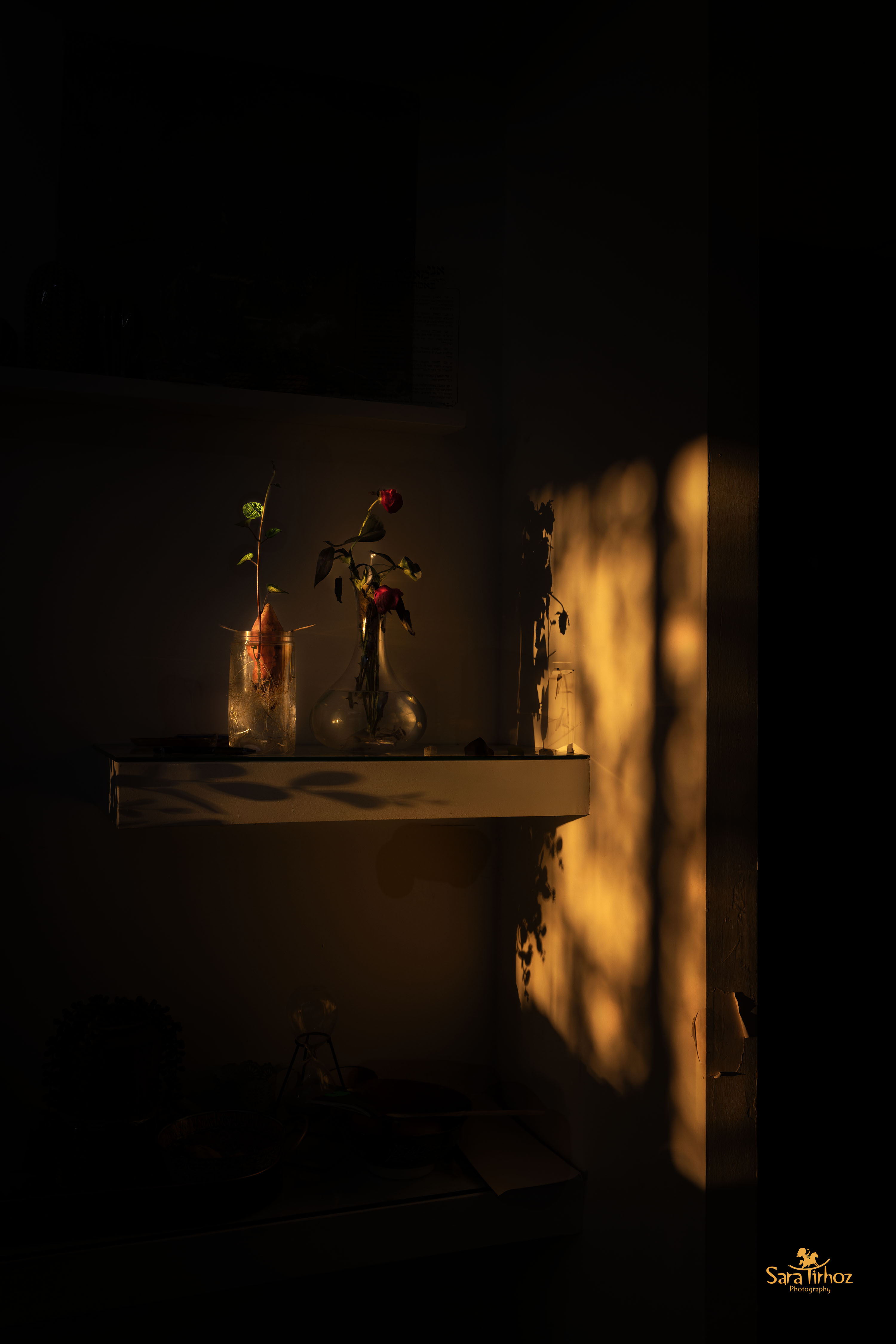 קרן אור שרה טירהויז.jpg