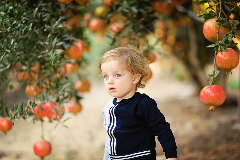 רימונים שמולי קטן.jpg