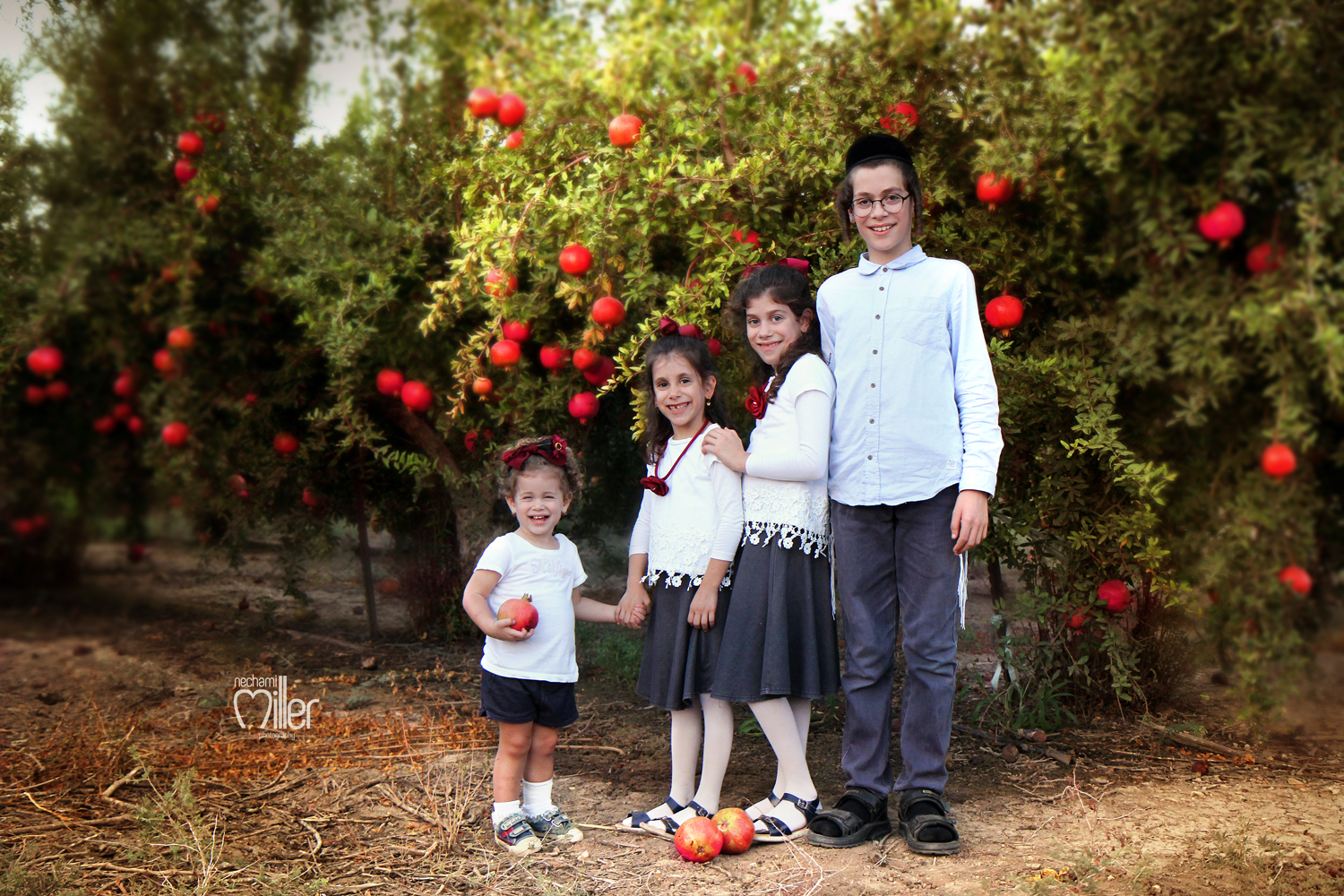 רימונים 3.jpg