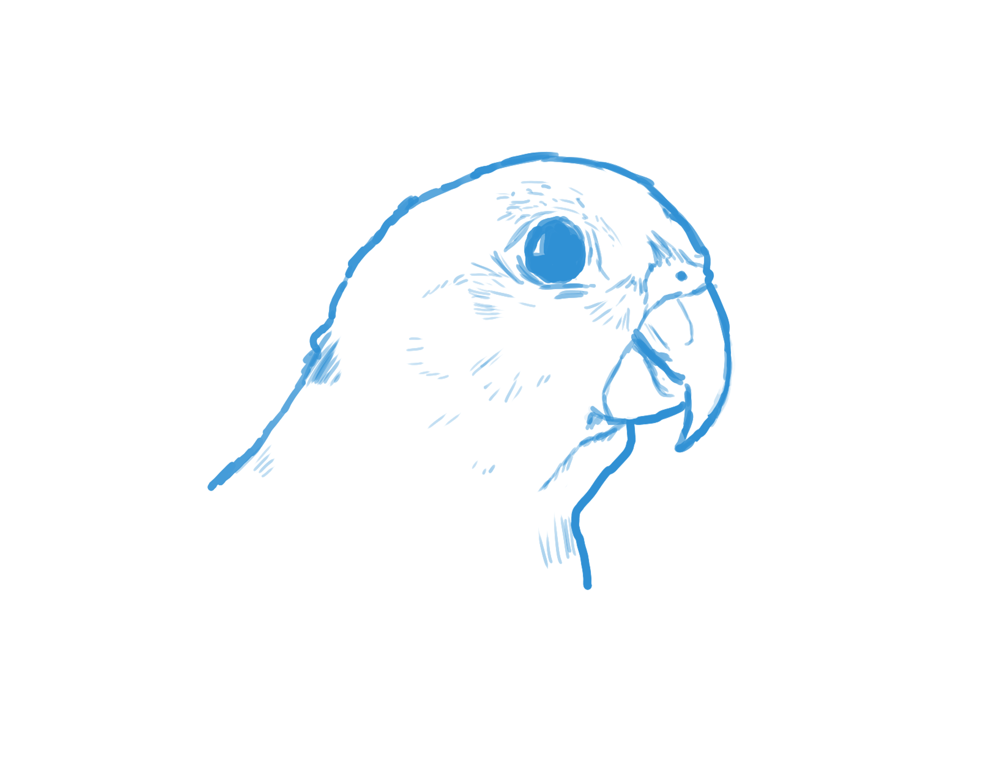 רישום קאי תוכי הקאיק.png