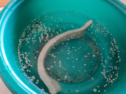 שומשום (9) (Phone).jpg