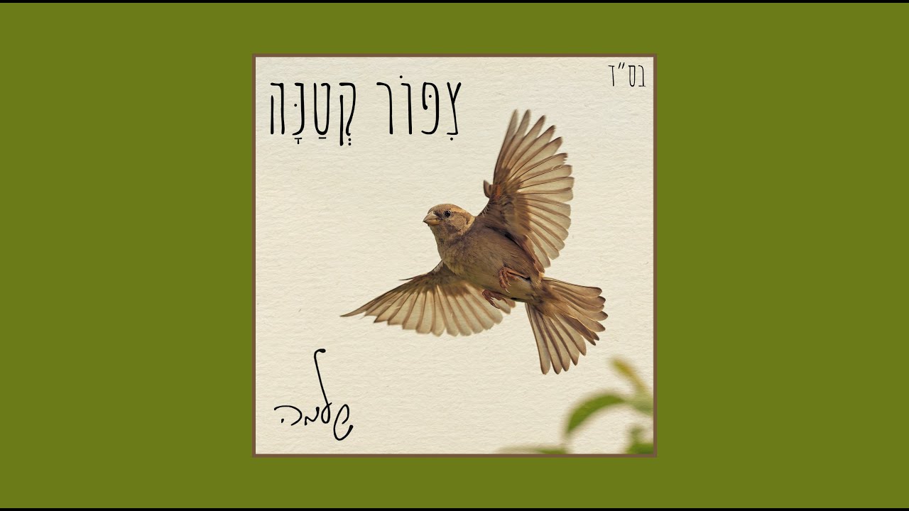 שלמה - צפור קטנה.jpg