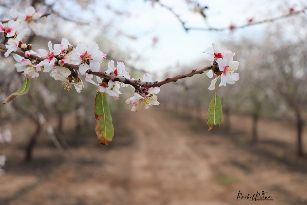 שקדיות 3 בס''ד.jpg