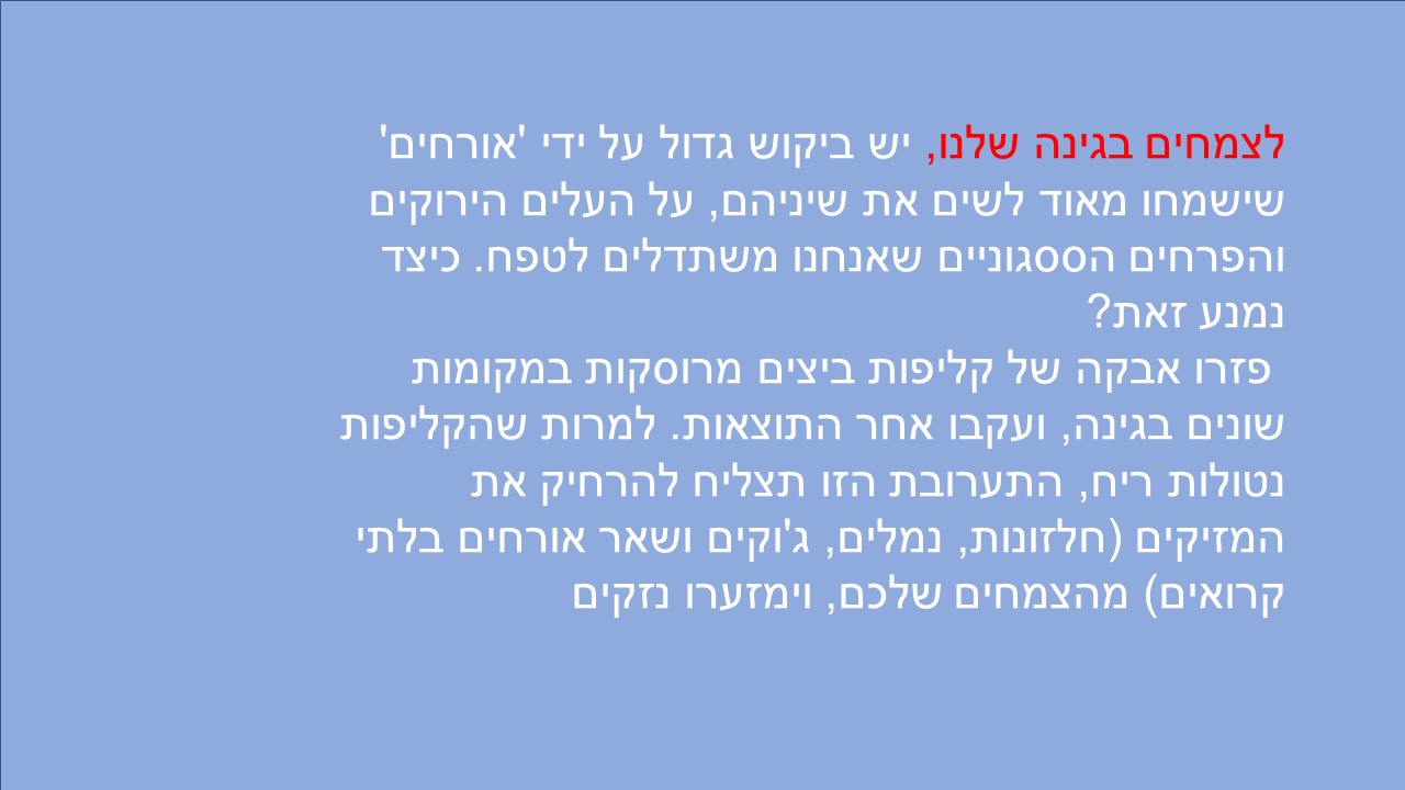 שקופית7.JPG