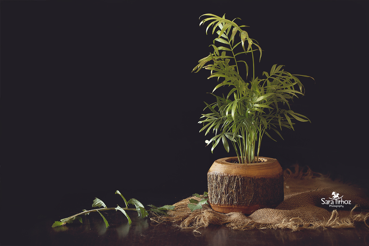 שרה טירהויז9 (2).jpg