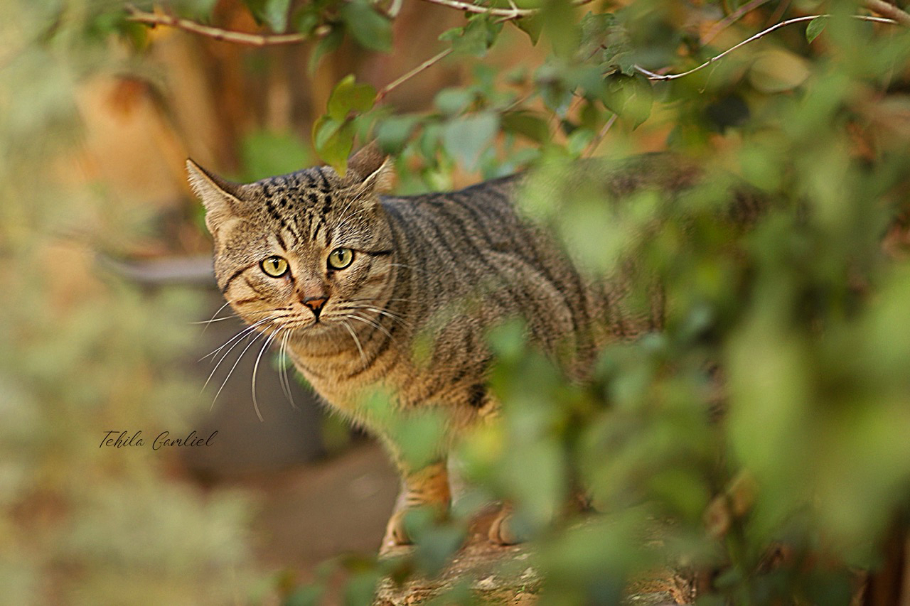 תהילה גמליאל.jpg