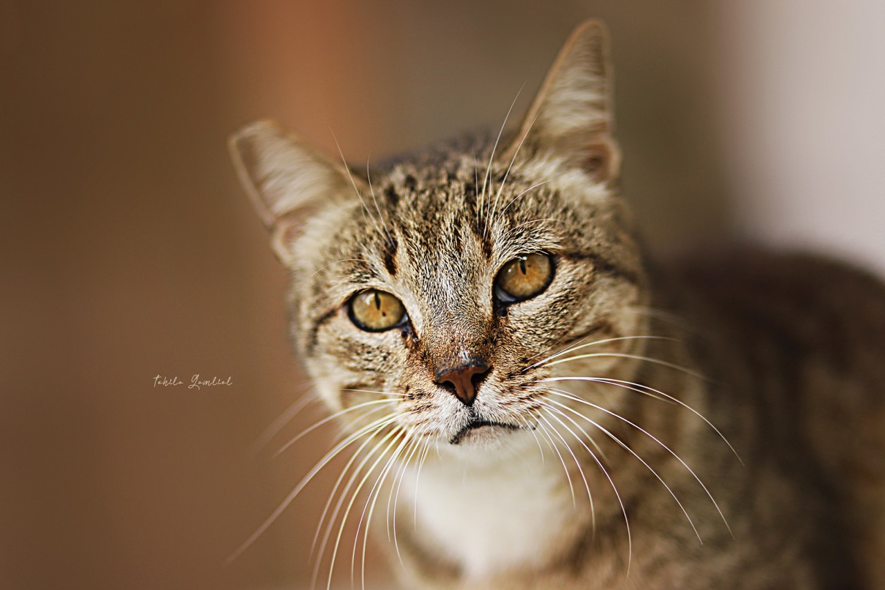 תהילה גמליאל3.jpeg