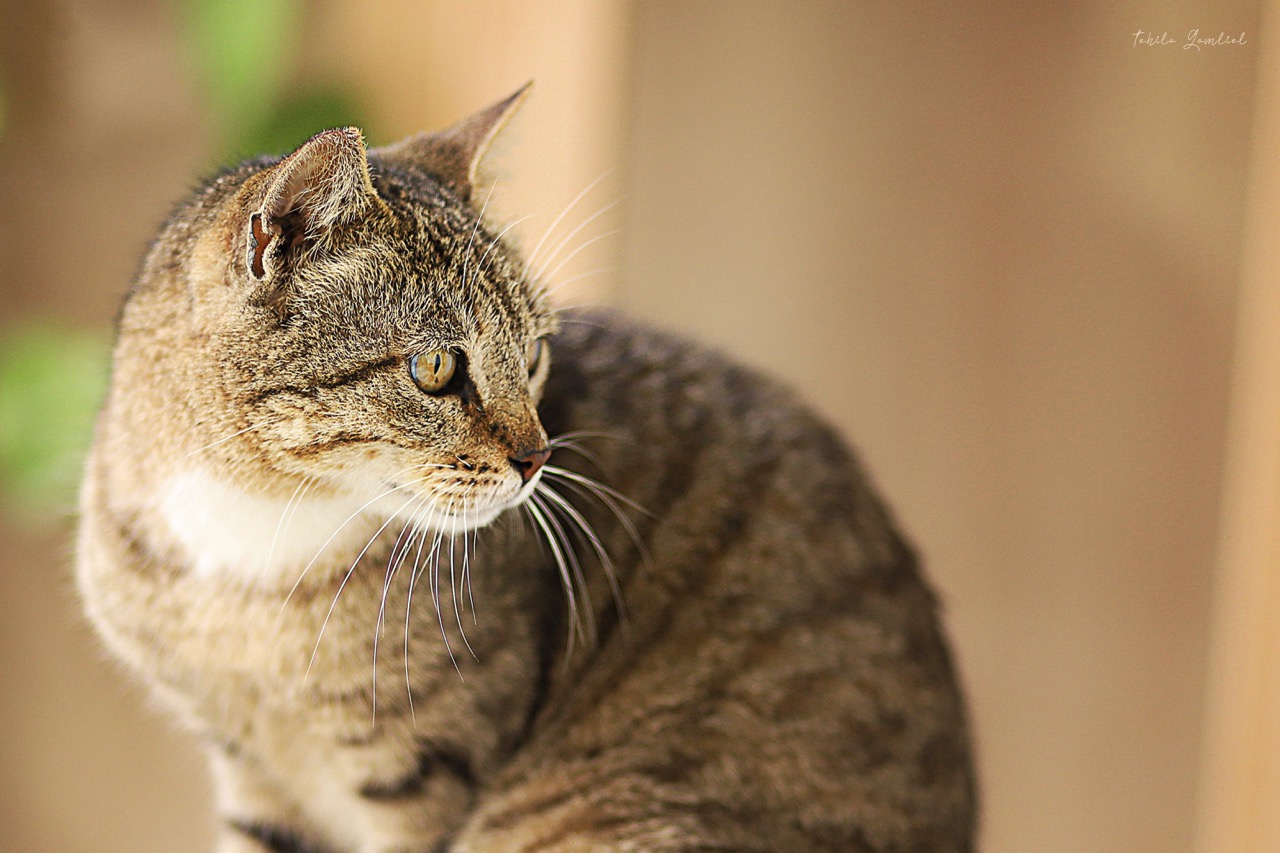 תהילה גמליאל5.jpeg