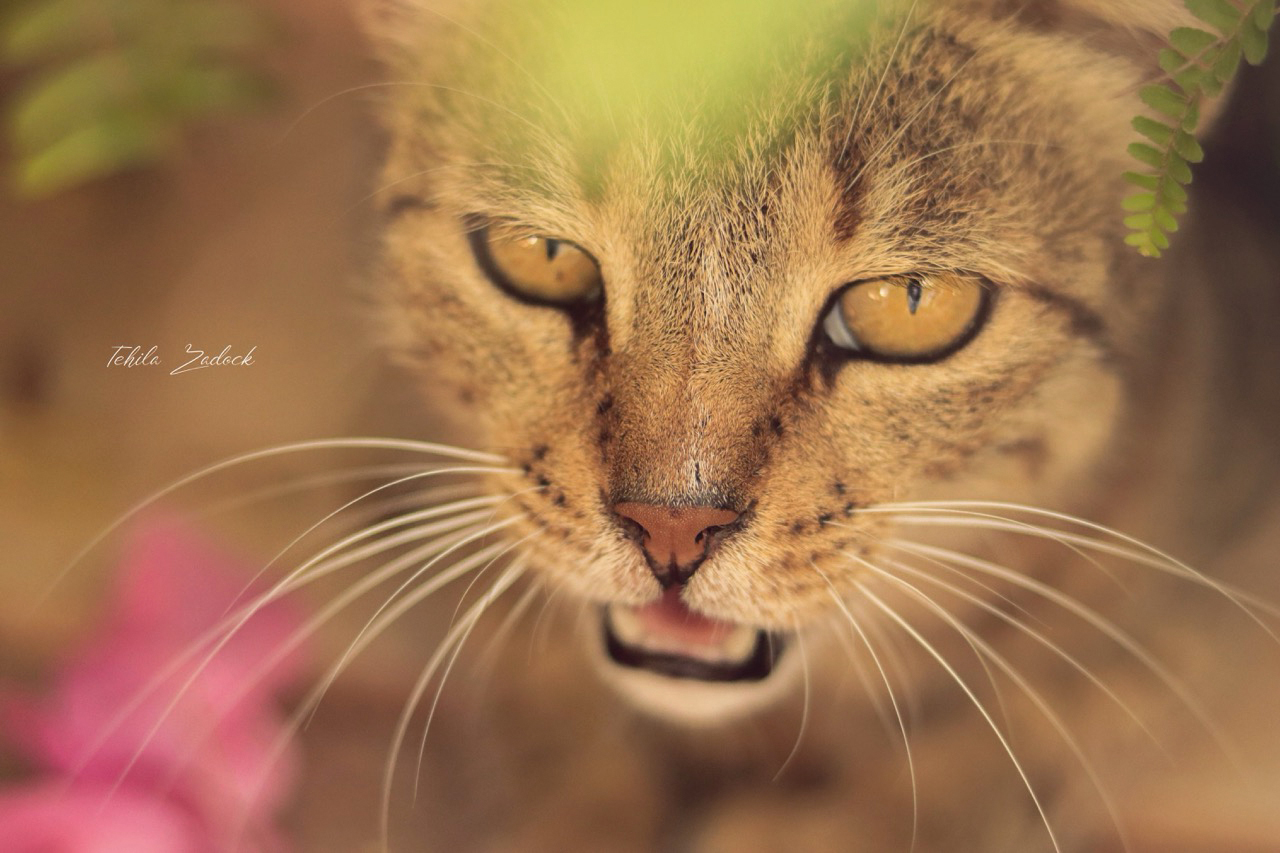 תהילה גמליאל5.jpg