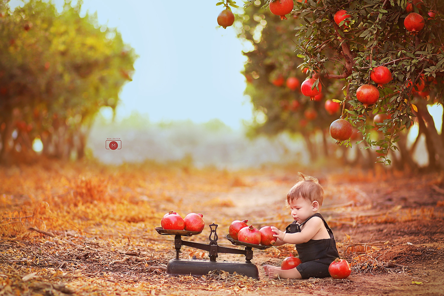 תינוק במטע רימונים.jpg