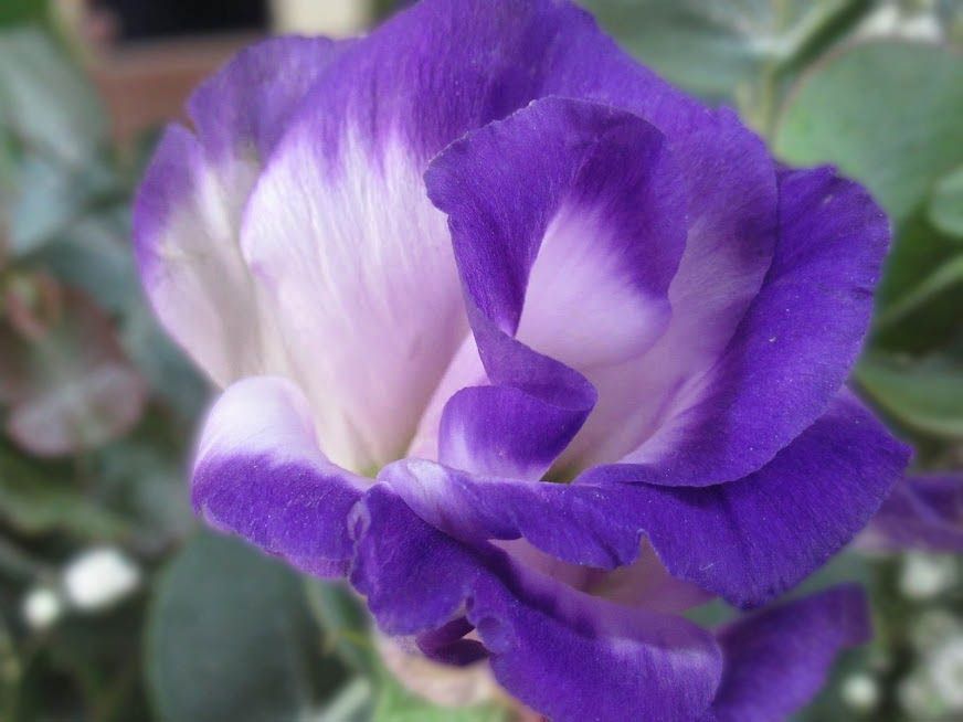 תמונה פרח פלוס טישטוש.jpg