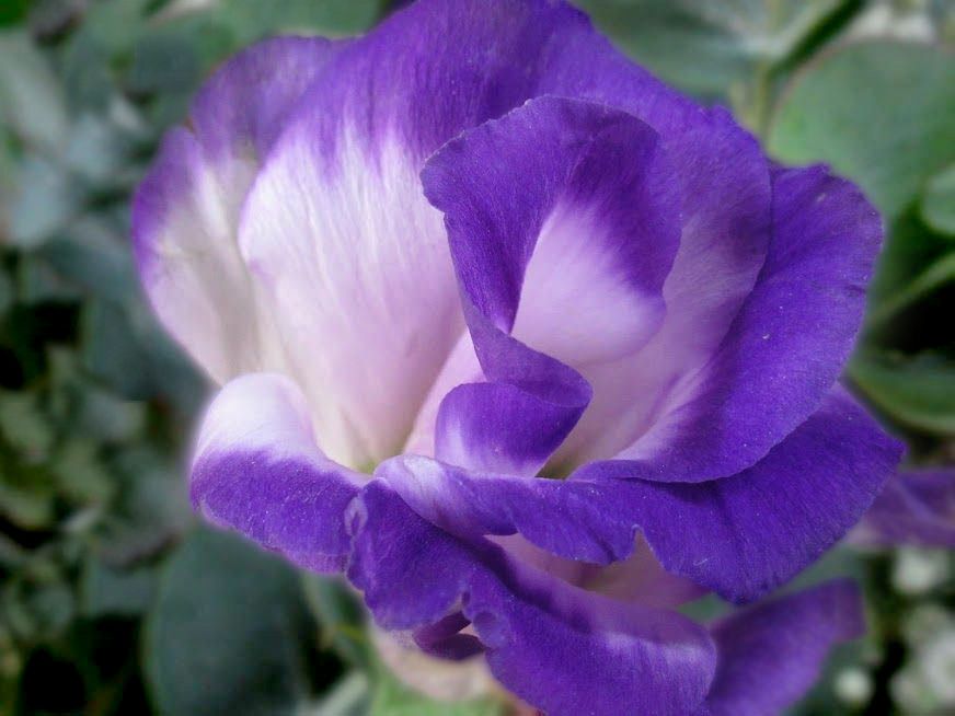 תמונה פרח פלוס טישטוש.jpg