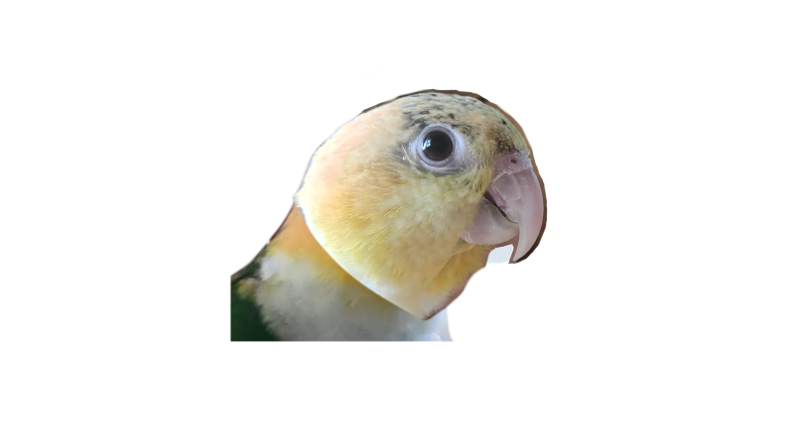 תמונה קאי תוכי הקאיק.png