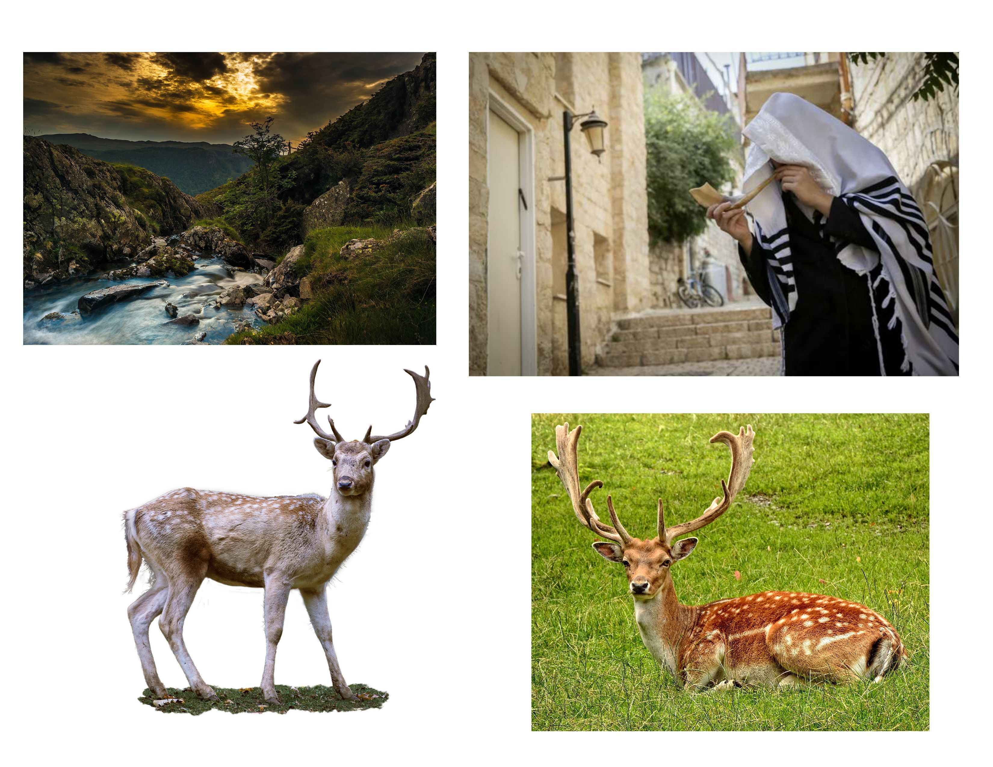 תמונות לקובץ.jpg