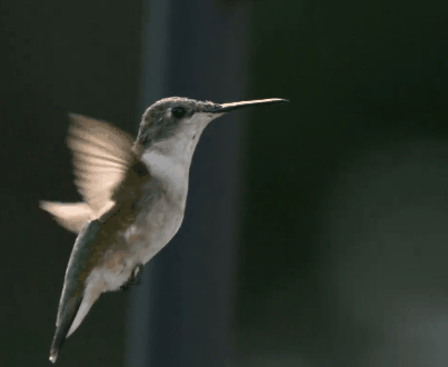 תעופה יונק דבש_2.gif