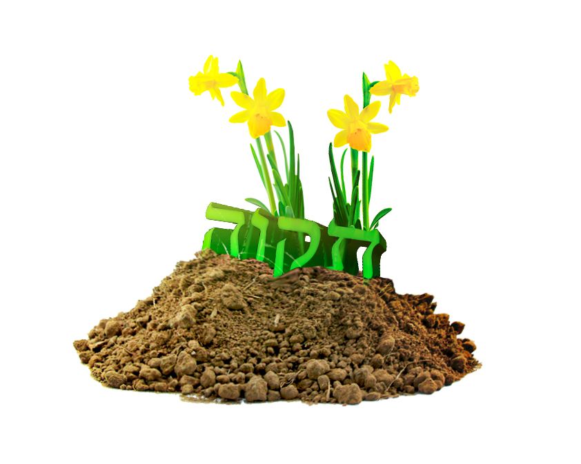 תקוה צומחים פרחים.jpg