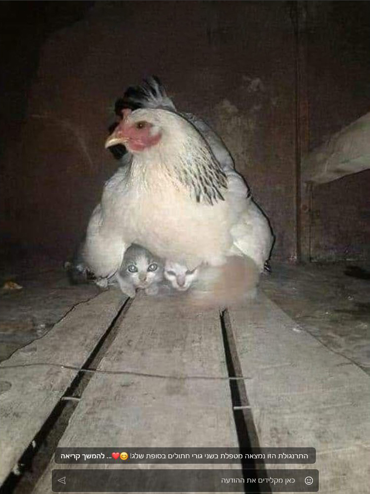 תרנגולת דוגרת על חתולים.jpg