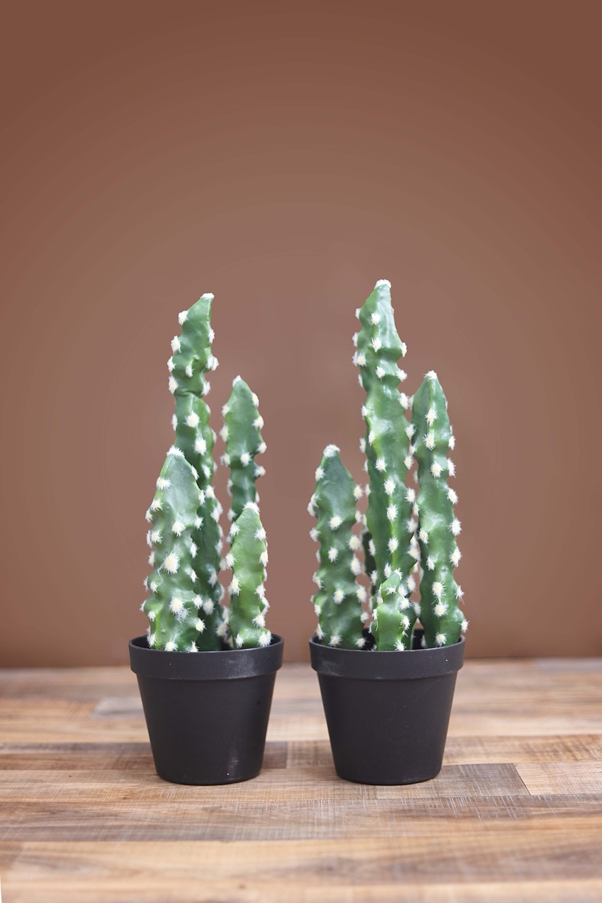 ‏״עציצים״ - גדול.jpeg