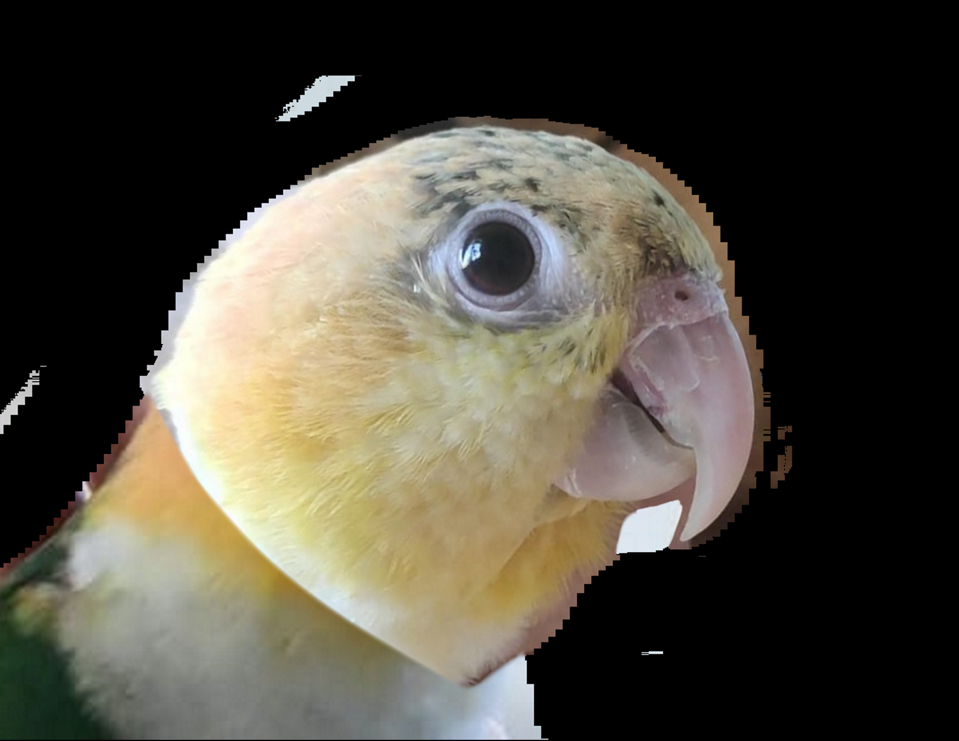 ‏‏צ - עותק.png