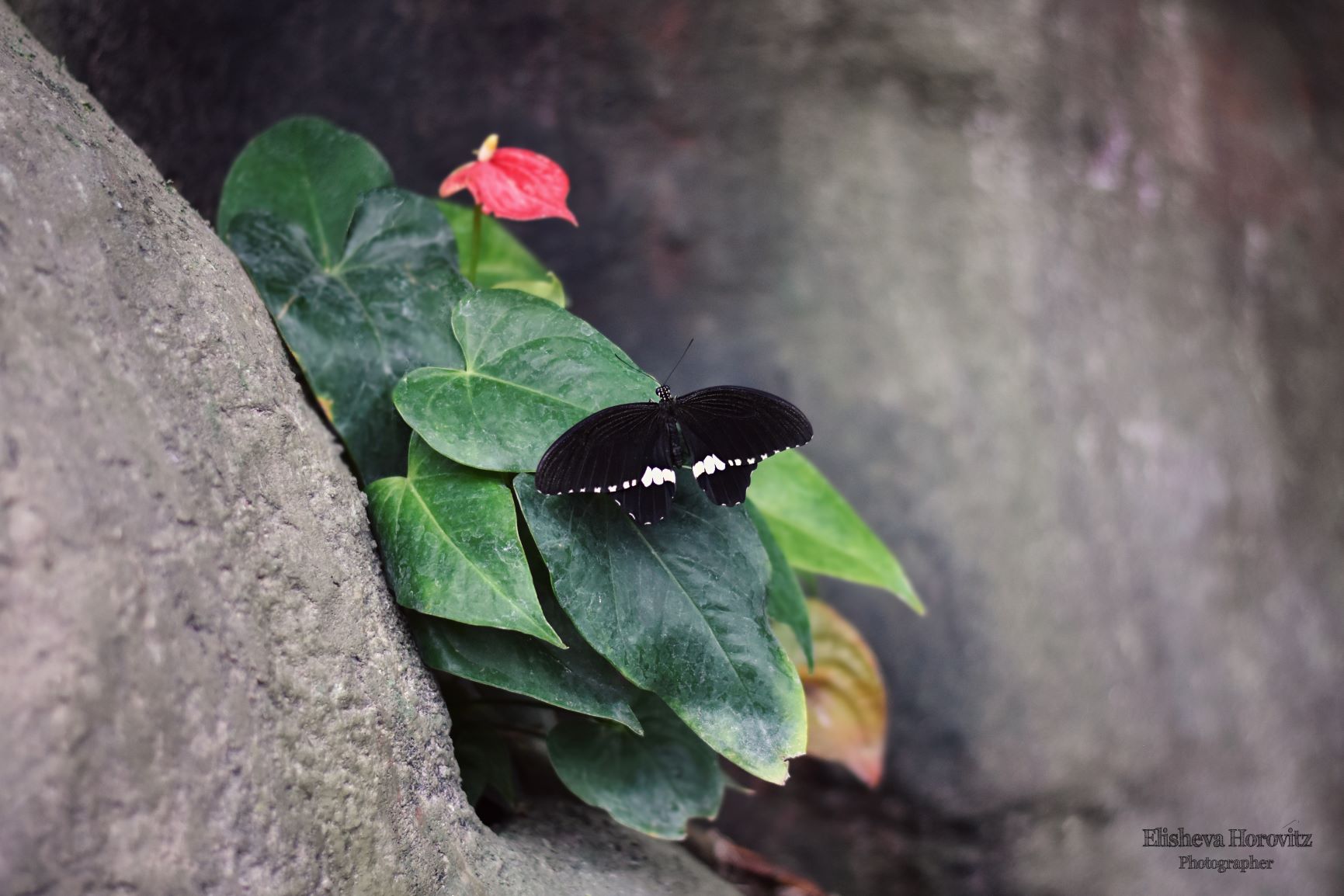 ‏‏DSC_0096 (3) - עותק.jpg