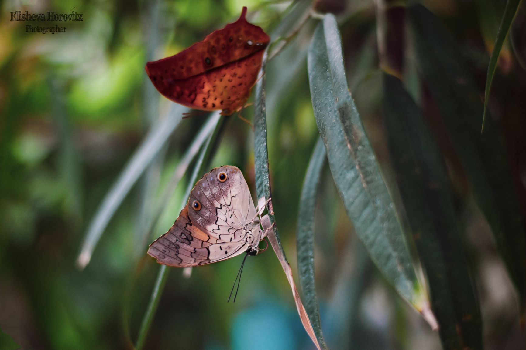 ‏‏DSC_0108 (5) - עותק.jpg