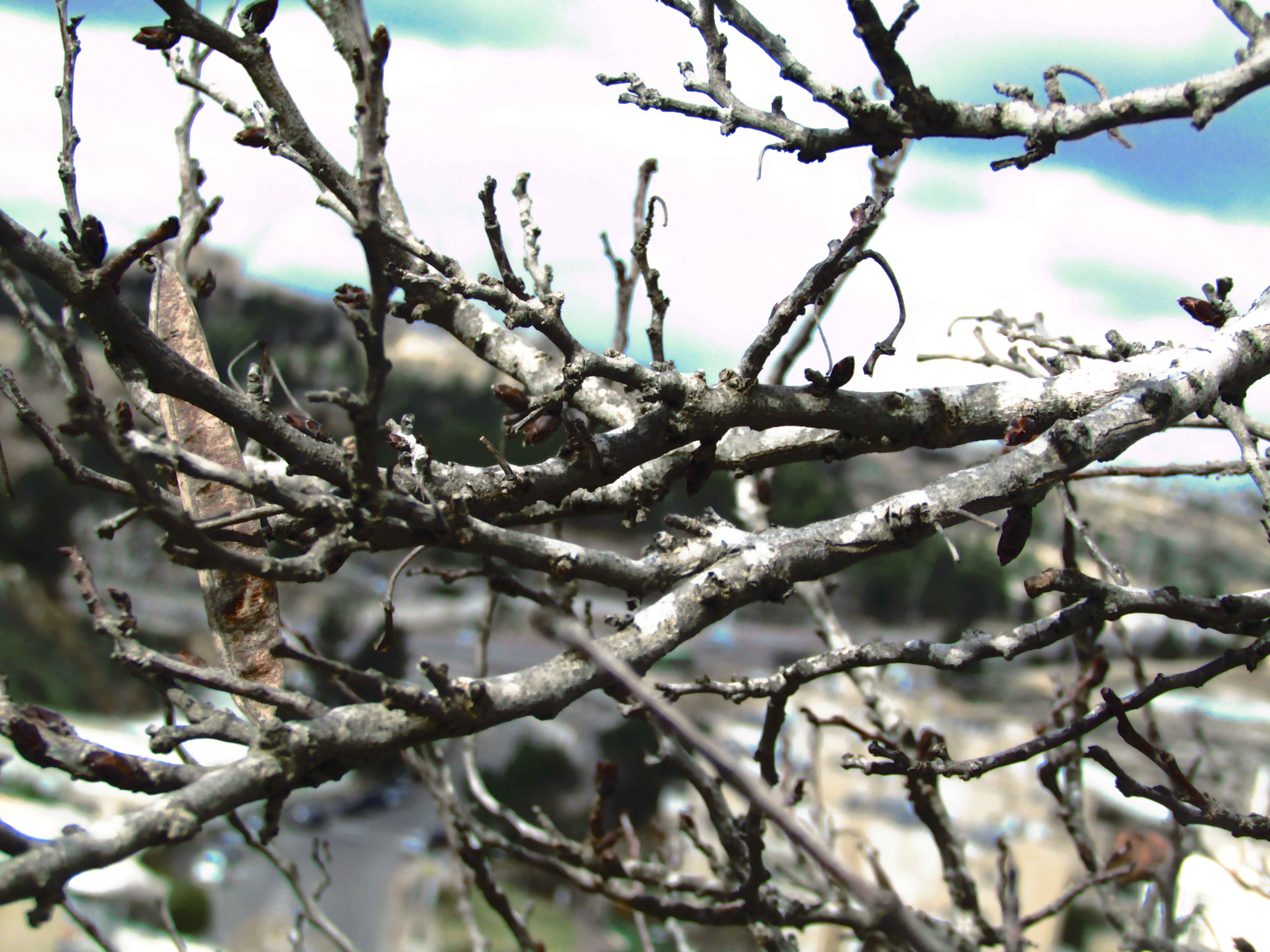 ‏‏IMG_0420 - עותק.JPG