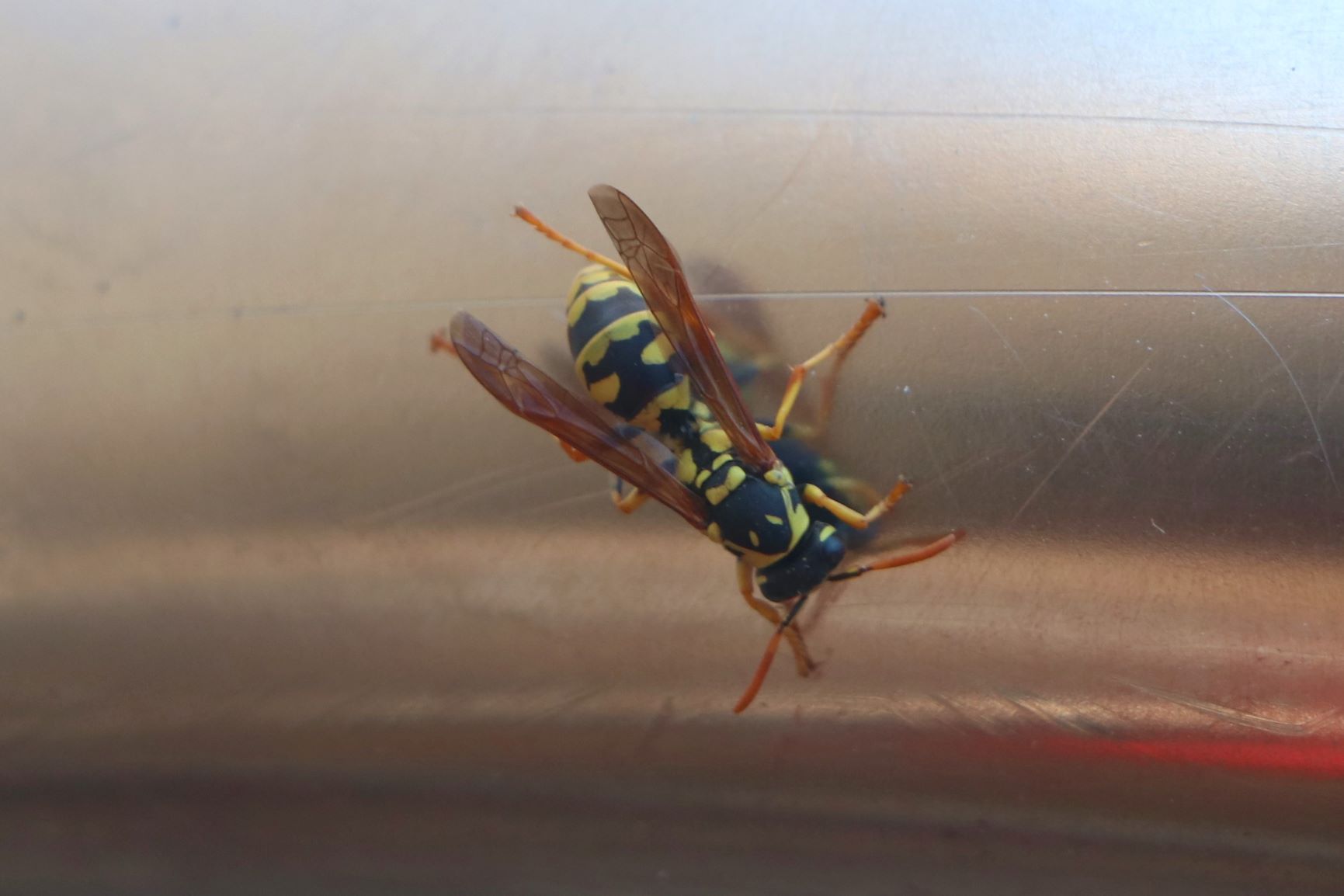 ‏‏IMG_0577 - עותק.jpg