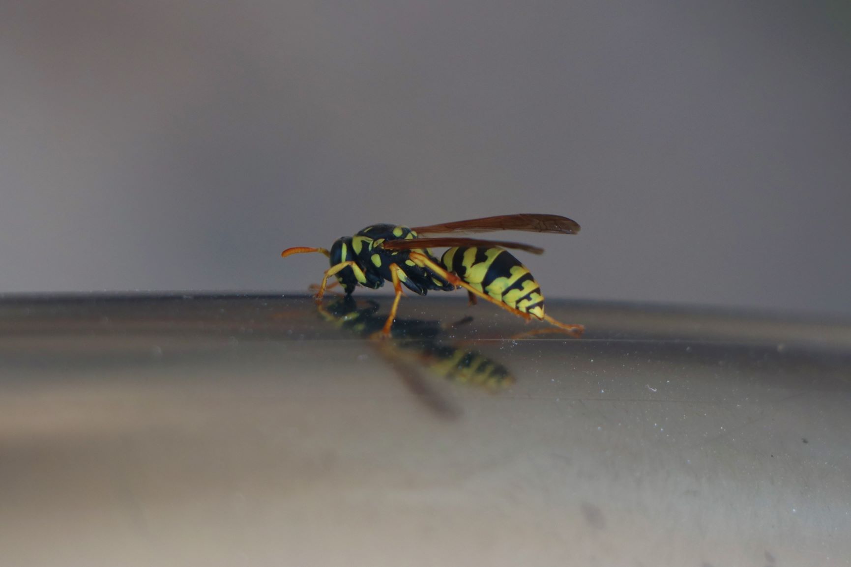 ‏‏IMG_0584 - עותק.jpg