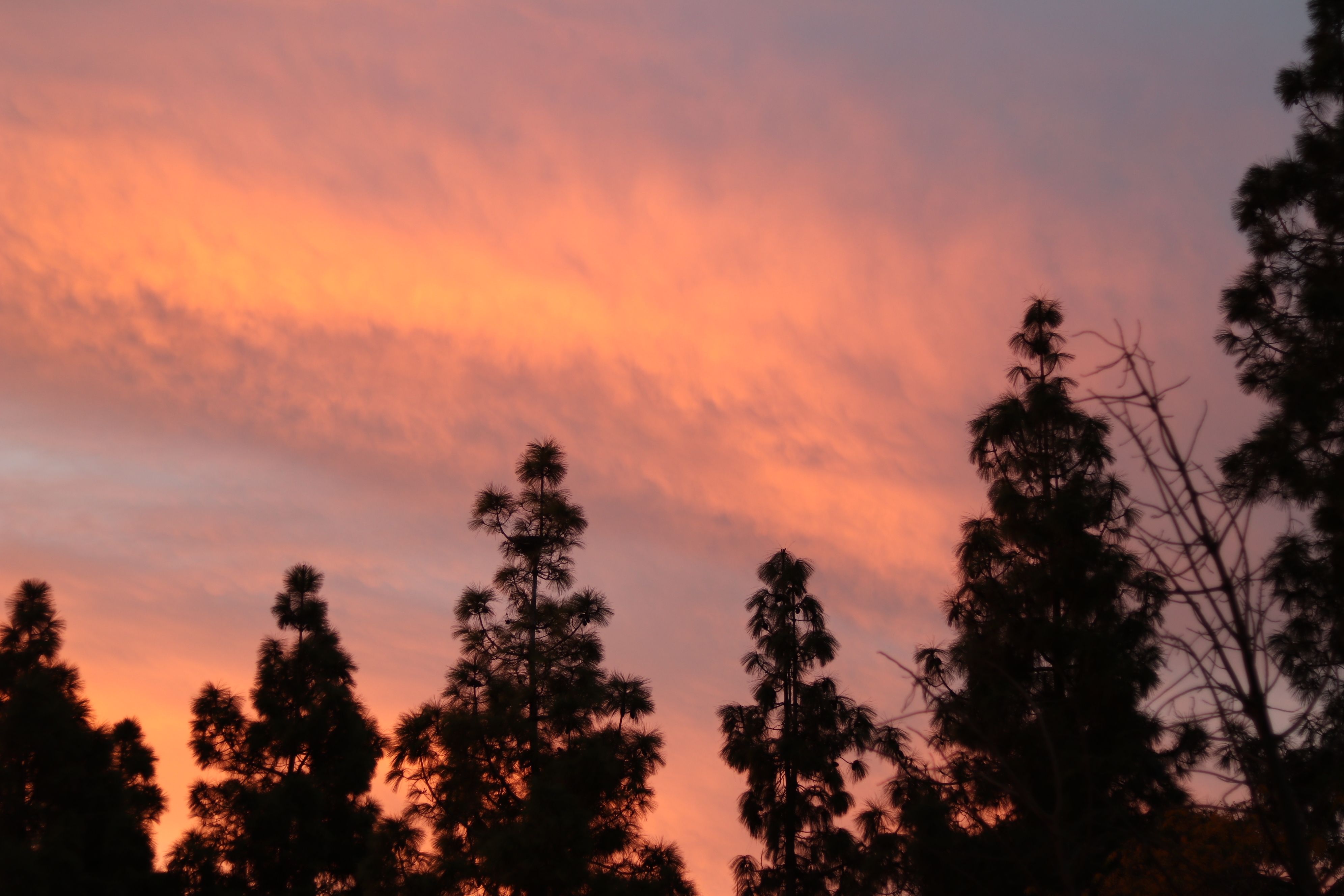 ‏‏IMG_1578 - עותק.JPG