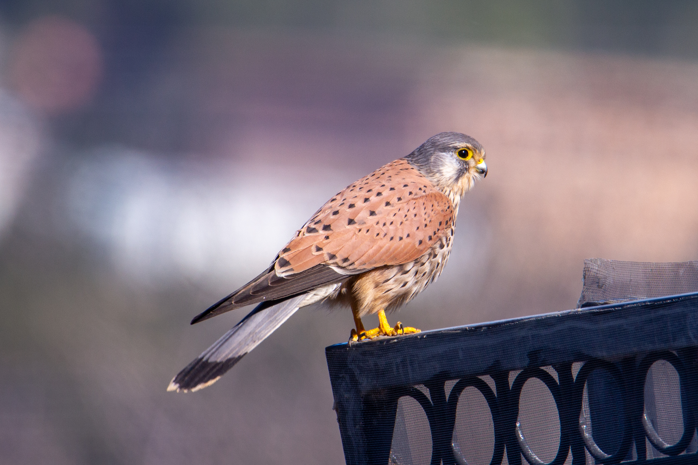 ‏‏IMG_2314 -.jpg