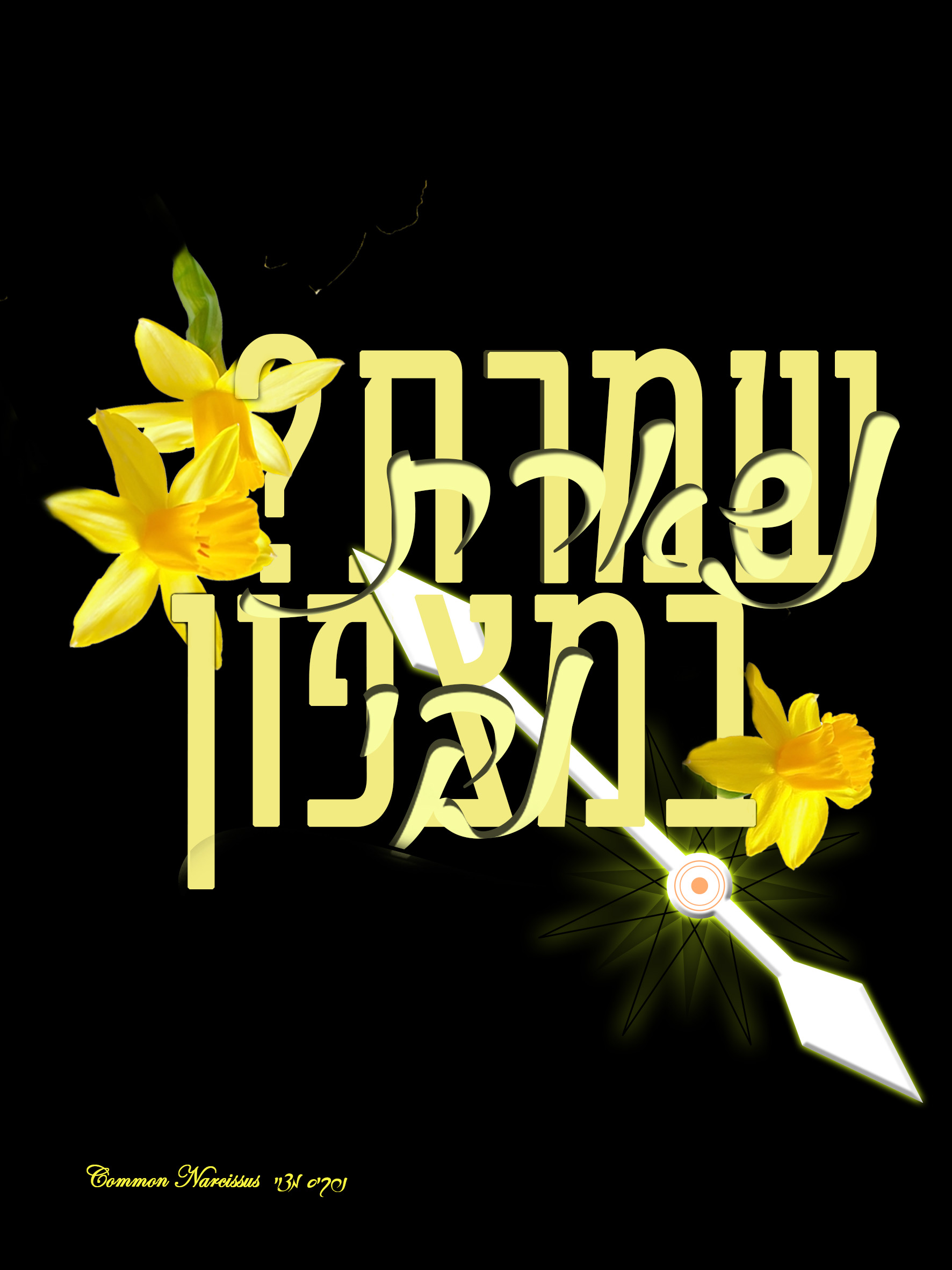 05 - נרקיס חדש.jpg