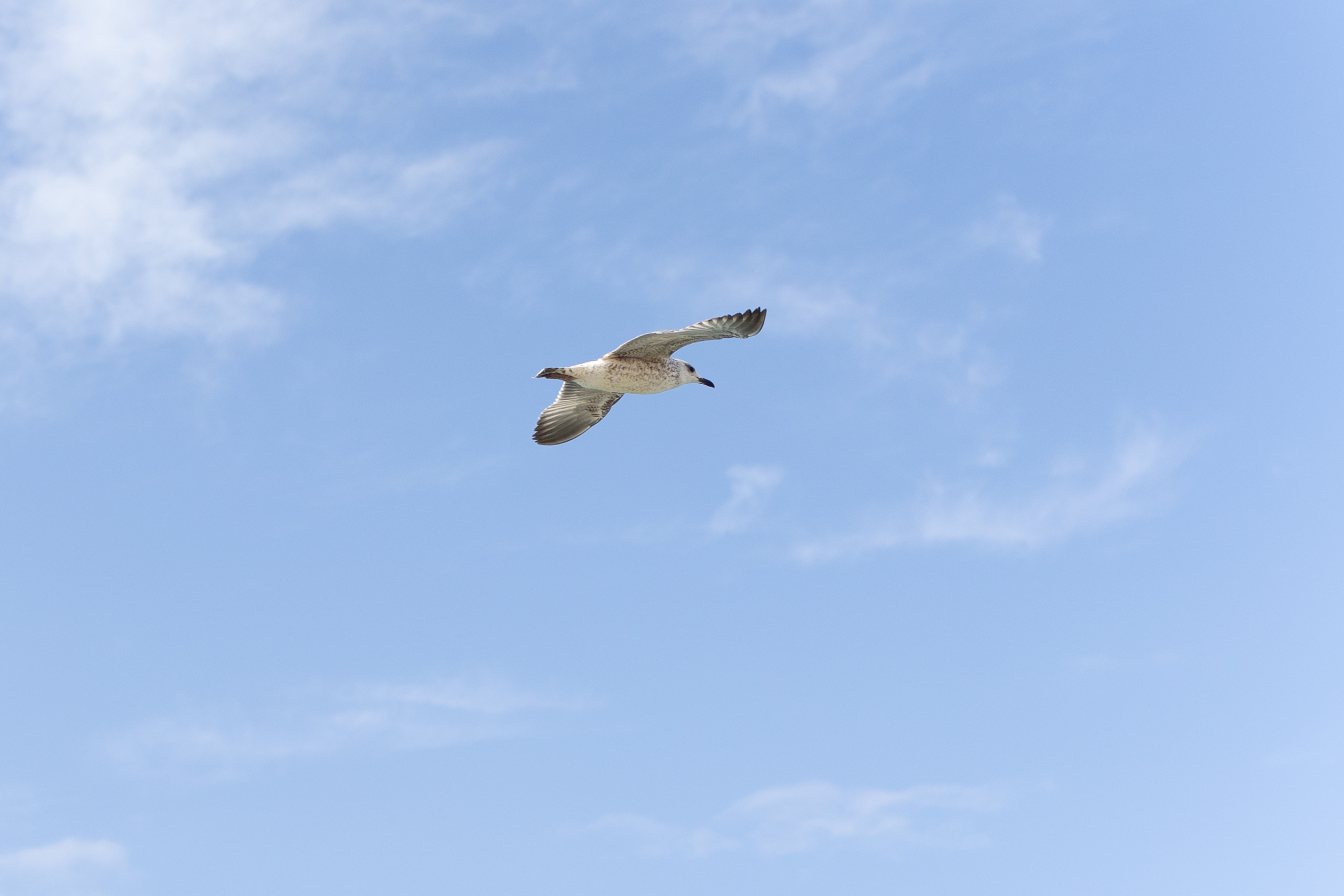 11שירה אהרוני צילום מקצועי.jpg