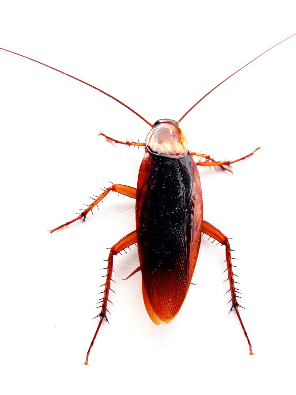 1200px-Cockroach_closeup.jpg